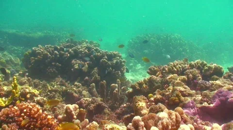 Amazing reef Stock Footage 331157