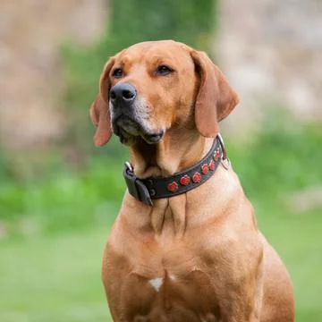 Amazing Rhodesian Ridgeback Stock Photos