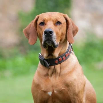 Amazing Rhodesian Ridgeback Stock Photos