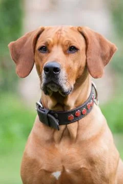 Amazing Rhodesian Ridgeback Stock Photos