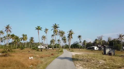 Amazing road to the beach with a coconut tree left and right. Stock Footage 138371104