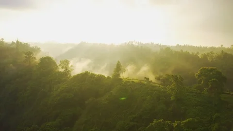 Amazing scenic view Tropical forest with jungle and green trees in the morning Stock Footage