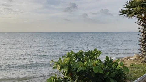 Amazing sea view with trees/ вид на море  и деревья Stockbeeldmateriaal 220118257