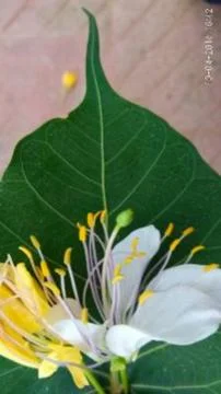 Amazing shape   写真素材