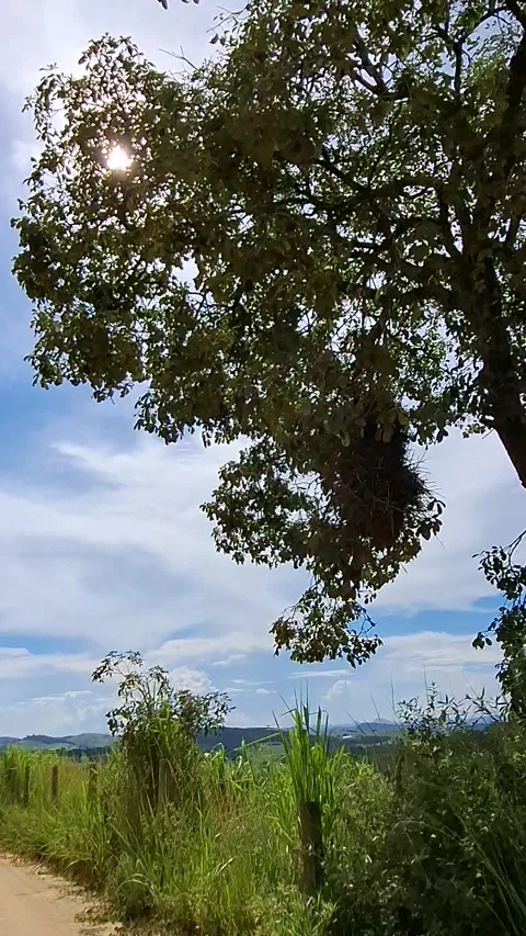 Amazing short video showing a tree and a bird's nest Stock Footage 300021726