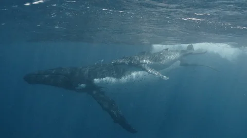 Amazing shot. My most unexpected meeting with humpback whales. Mom and baby turn Stock Footage