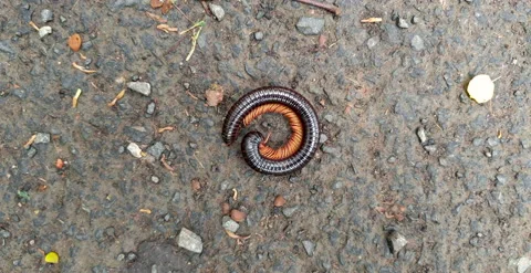 Amazing shot of rolled up Millipede opening up slowly and walking to safety. Stock Footage 142622473