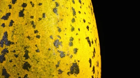 Amazing side close up of yellow spotted melon, standing vertical and rotating Stock Footage 78348424