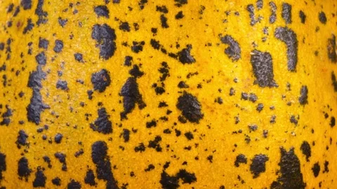 Amazing side of orange spotted melon close up, rotating to the right Stock Footage 77716092