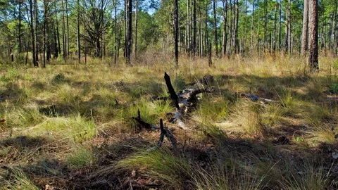 Amazing six week time long lapse shot of a forest fire controlled burn moving Stock-Footage 107556842