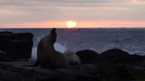 Amazing Slow Motion Shot of Wave Splashing up With Sea Lion Arching Back in f Stock Footage 63500639