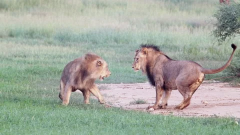 Amazing slow motion of two black-maned lion brothers play fighting in the Stock Footage 152201680