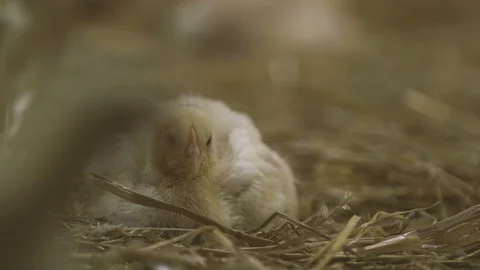 Amazing small chick lying on a hay bedding  in a large farming house Stock Footage 99280259