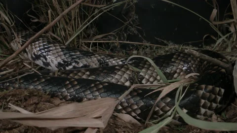 Amazing snake slither scales on false water cobra Stock Footage 152853769