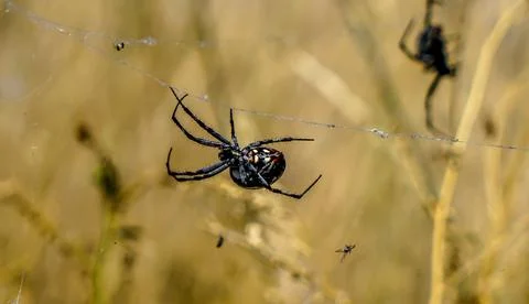 Amazing Spiders Stock Photos