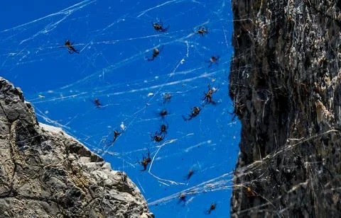 Amazing Spiders Foto stock