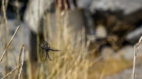 Amazing Spiders Stock Photos