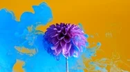 Amazing Spreading Of Paint On A Beautiful Flower Stock Footage