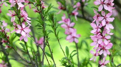 Amazing spring background with blossoming branches of pink almond tree. Видео 49482574