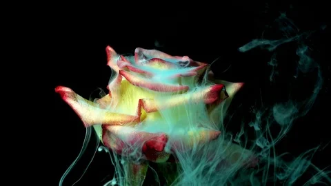 Amazing Spring Flowers In Timelapse Mode. Flowering Art Stock Footage 103590653