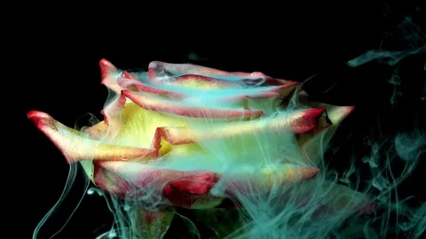 Amazing Spring Flowers In Timelapse Mode At Front Viewing Stock Footage 103590786