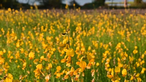Amazing spring landscape. Stock Footage 246526241