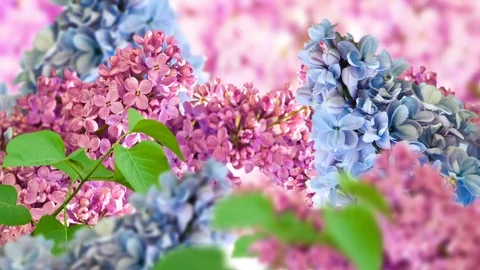 Amazing spring lilac on a flower postcard Stock-Footage 74817307