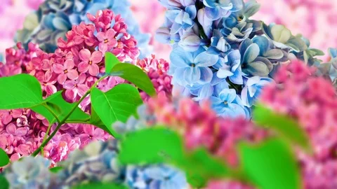 Amazing spring lilac on a flower postcard Stock-Footage 74928206