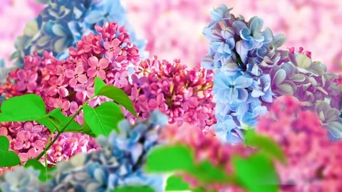Amazing spring lilac on a flower postcard Stock-Footage 75701673