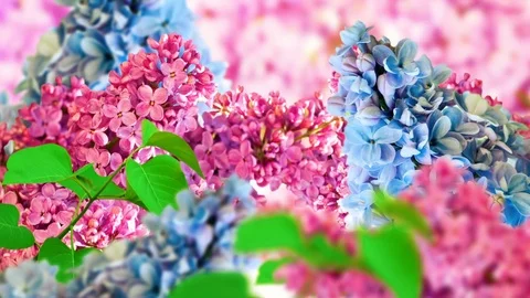 Amazing spring lilac on a flower postcard. Natural background with butterflie Stock-Footage 77200235