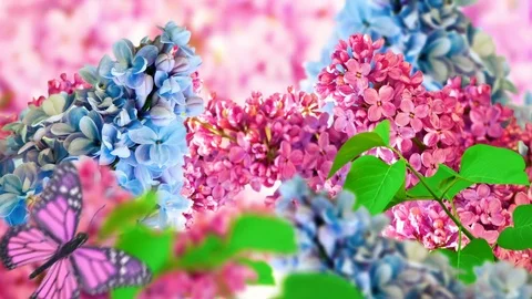 Amazing spring lilac on a flower postcard. Natural background with butterflie Stock-Footage 79384549