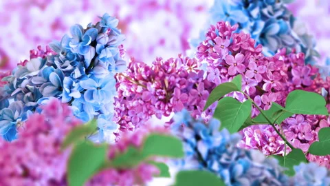 Amazing spring lilac on a flower postcard. Natural background with butterflie Stock-Footage 89607942