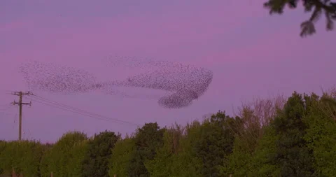 Amazing Starling murmuration flock splits and reassembles over roost Stock Footage 169540606
