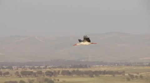 Amazing stork glide Stock Footage 68903964