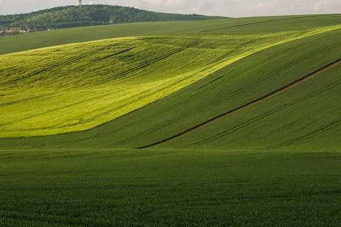 Amazing stripe patterns on fields of South Moravia, green and yellow fresh sp Stock Photos