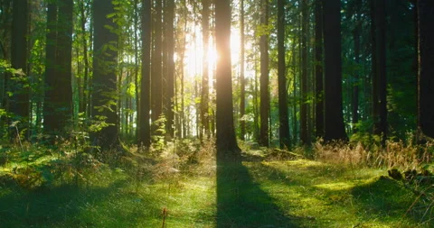 Amazing sun bursts between tree trunks in wild picturesque forest. Sunlight Stock Footage 205199663