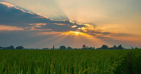 Amazing sun rays over the field Stock Footage 219370734