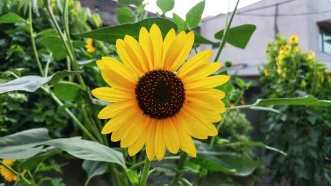 Amazing SunFlower Photograph Taken Outside in A Garden Stock Photos