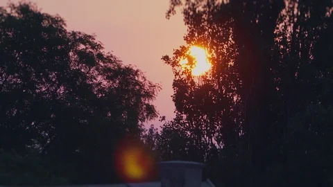 Amazing sunrise over the trees Stock Footage 102564091