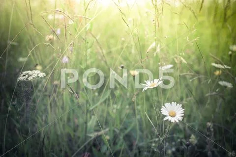 Amazing sunrise at summer meadow with wildflowers. nature floral background i Stock Photos
