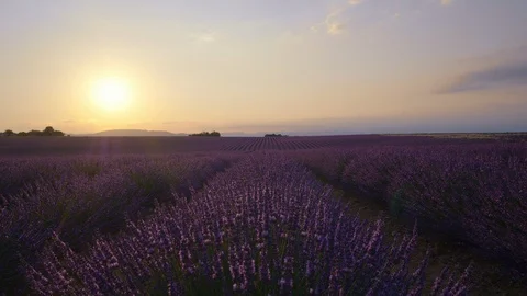 Amazing sunset over violet lavender field in Provence, France Stock Footage 102127828