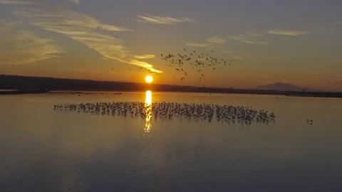 Amazing Sunset with pink flamingo Aerial Spain slow motion FUll HD Stock Footage