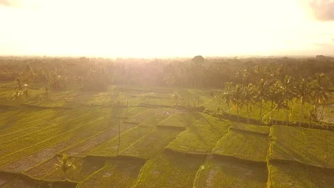 Amazing Sunset at Rice Paddy Fields. 4K,... | Stock Video | Pond5