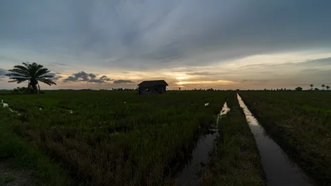 Amazing sunset time lapse scene at paddy field. abandoned house, palm tree Stock Footage 116655122