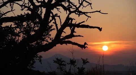 Amazing sunset with a tree shadow Stock Footage 99116671