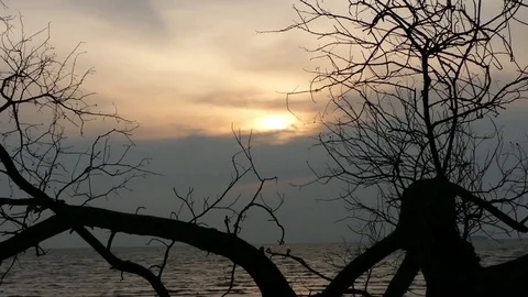 Amazing sunset view at the beach with dead tree silhouette foreground Stock Footage 72532556