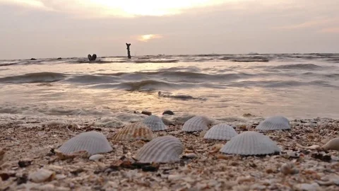Amazing sunset view at the beach with seashell foreground Stock Footage 72525356