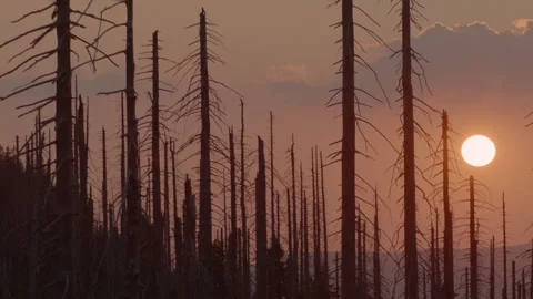 Amazing sunset view over trees in Bavarian Forest National Park Stock Footage 325635750