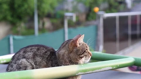Amazing tabby cat close-up in summer sunset light Stock Footage 63377813