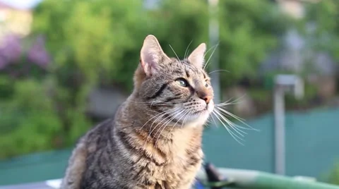 Amazing tabby cat close-up in summer sunset light Stock Footage 63377845